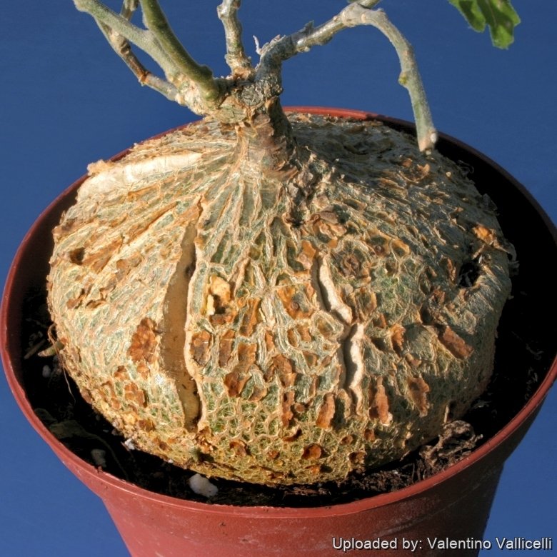 Zygosicyos tripartitus