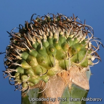 Turbinicarpus schmiedickeanus subs. klinkerianus f. cristatus