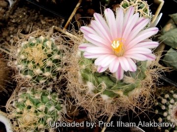 Turbinicarpus pseudomacrochele