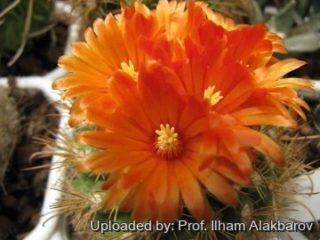 Parodia microsperma var. dichroacantha