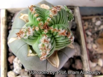 Aztekium valdezii