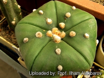 Astrophytum asterias cv. Goryo Kabuto (Five Ribs) + Ruri