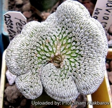 Pelecyphora aselliformis f. cristata
