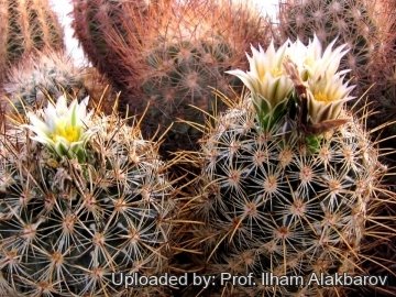 Ancistrocactus megarhizus f. gonzalesi