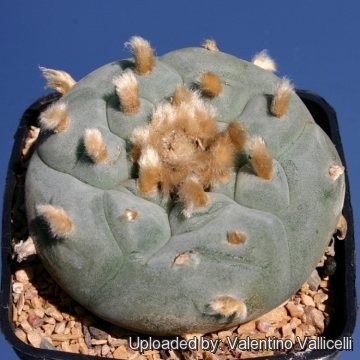 Lophophora williamsii var. decipiens