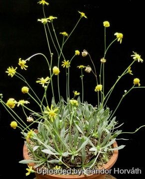Othonna retrorsa