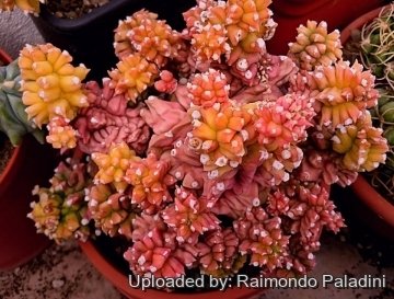 Gymnocalycium cv. Kikko