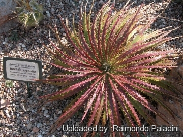 Hechtia argentea