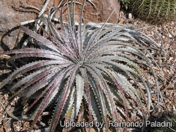 Hechtia argentea