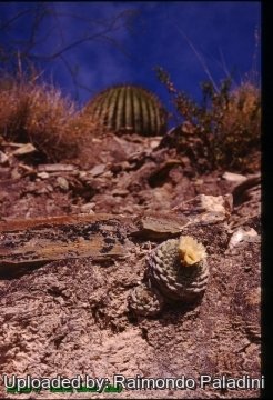 Strombocactus disciformis