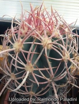 Echinocactus parryi