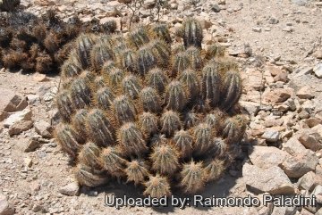 Copiapoa solaris
