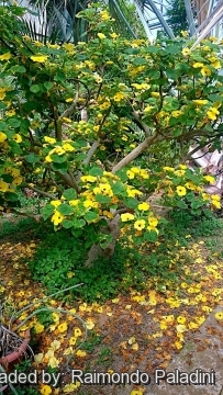 Uncarina grandidieri