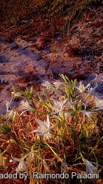 Pancratium maritimum