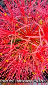 Scadoxus multiflorus