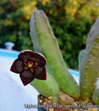 Stapelia engleriana