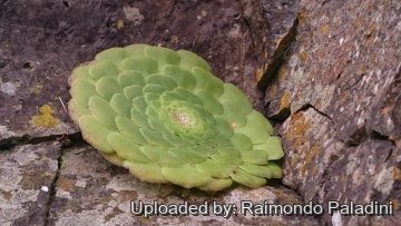 Aeonium tabuliforme