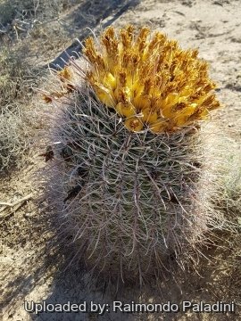 Ferocactus wislizeni subs. ajoensis
