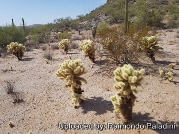 Cylindropuntia bigelovii