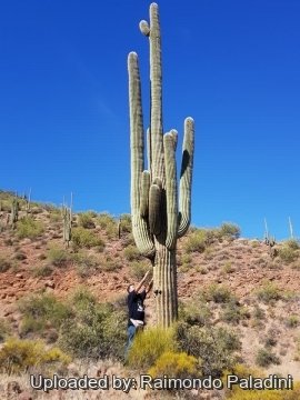 Carnegiea gigantea