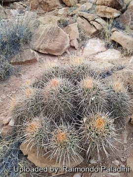 Echinocactus polycephalus subs. xeranthemoides