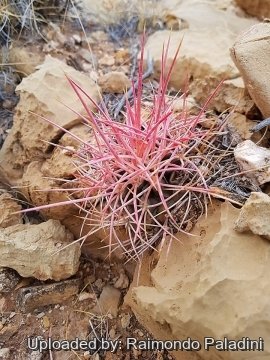 Echinocactus polycephalus subs. xeranthemoides