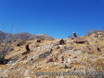 Ferocactus acanthodes f. albispinus