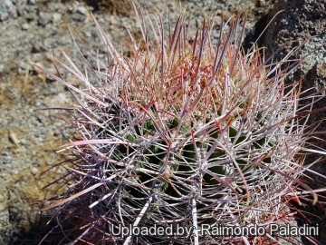 Ferocactus acanthodes