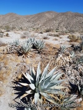 Agave deserti