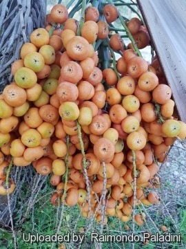 Butia capitata