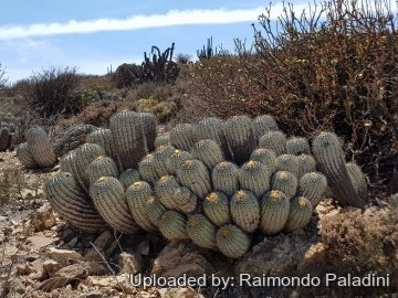 Copiapoa tenebrosa