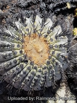 Copiapoa tenebrosa