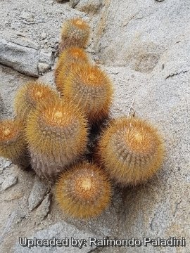 Copiapoa goldii