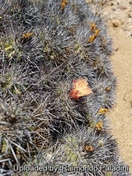 Copiapoa desertorum