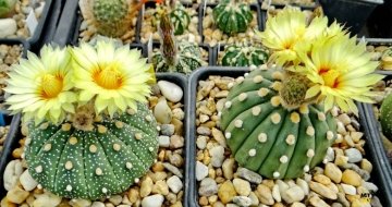 Astrophytum asterias cv. Thirteen ribs