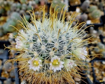 Mammillaria cowperae