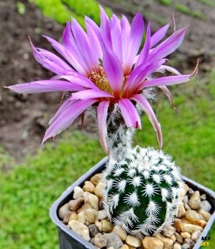 Echinocereus reichenbachii f. albispinus