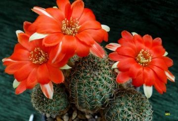 Rebutia huasiensis