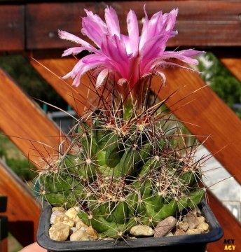 Coryphantha macromeris subs. runyonii