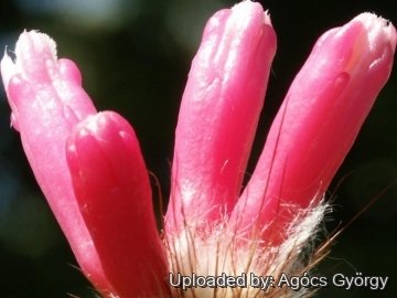 Arrojadoa bahiensis