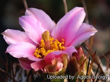 Sclerocactus parviflorus