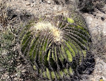 Echinocactus platyacanthus f. cristata
