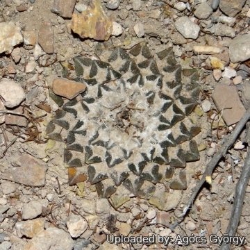 Ariocarpus kotschoubeyanus var. elephantidens