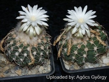 Discocactus mamillosus