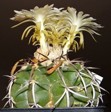 Discocactus pulvinicapitatus
