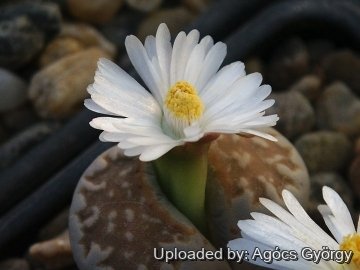Lithops julii C063 60 km SE of Warmbad, Namibia