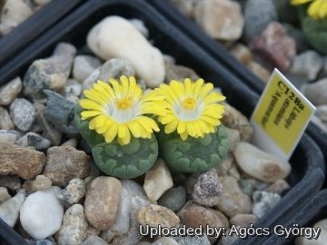 Lithops otzeniana C128A TL: 35 km NNW of Loeriesfontein, South Africa cv. Aquamarine