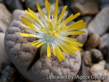 Lithops gracilidelineata var. waldroniae C189 TL: 60 km SE of Swakopmund, Namibia  H.W. de Boer