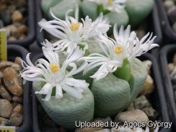 Lithops julii C297A TL: 45 km SE of Warmbad, Namibia cv. Peppermint Crème