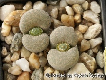 Lithops localis C376 (syn. peersii) 35 km ESE of Willowmore, South Africa